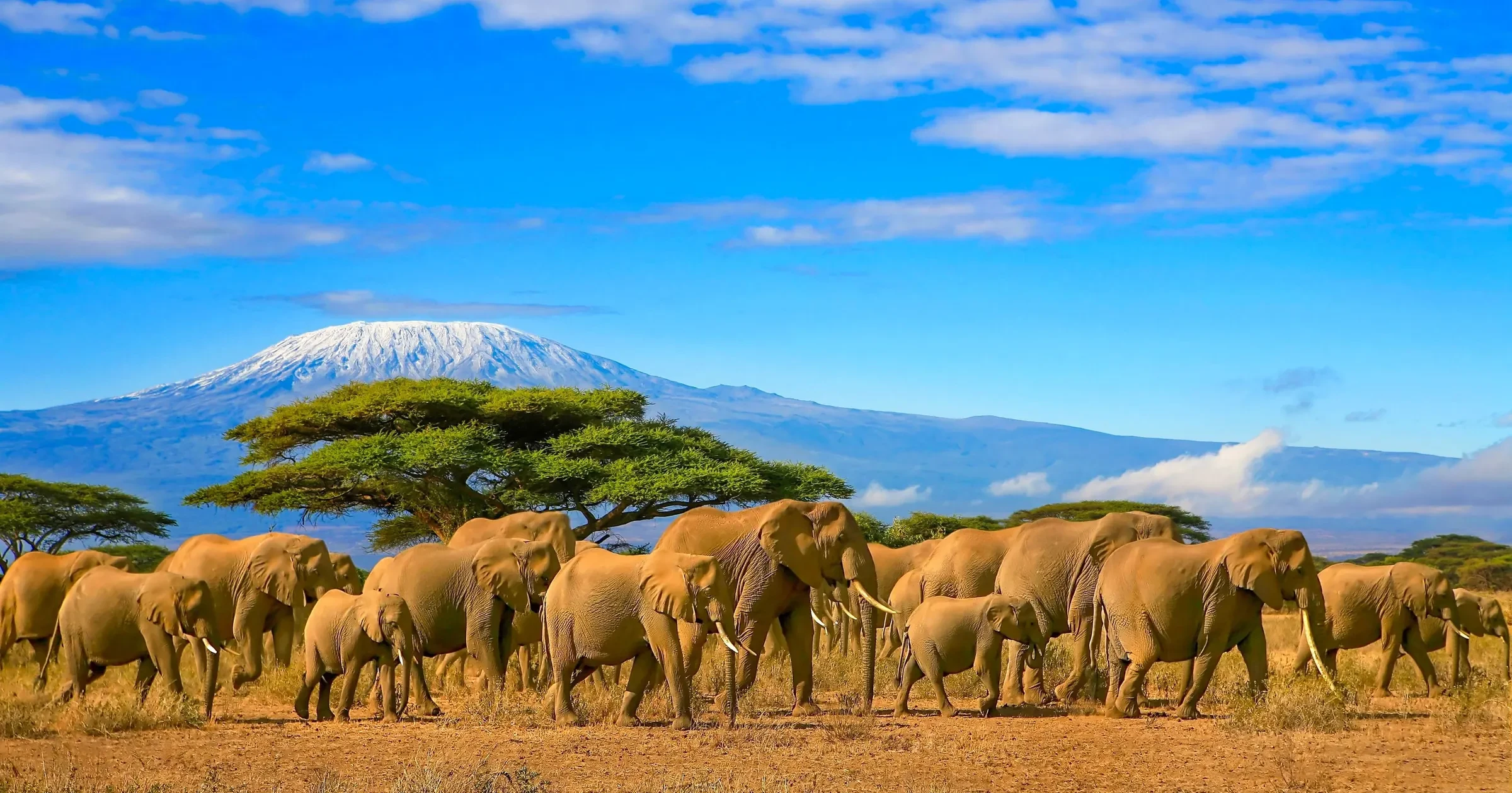 A herd of elephants crosses beneath the snows of Kilimanjaro in Amboseli.