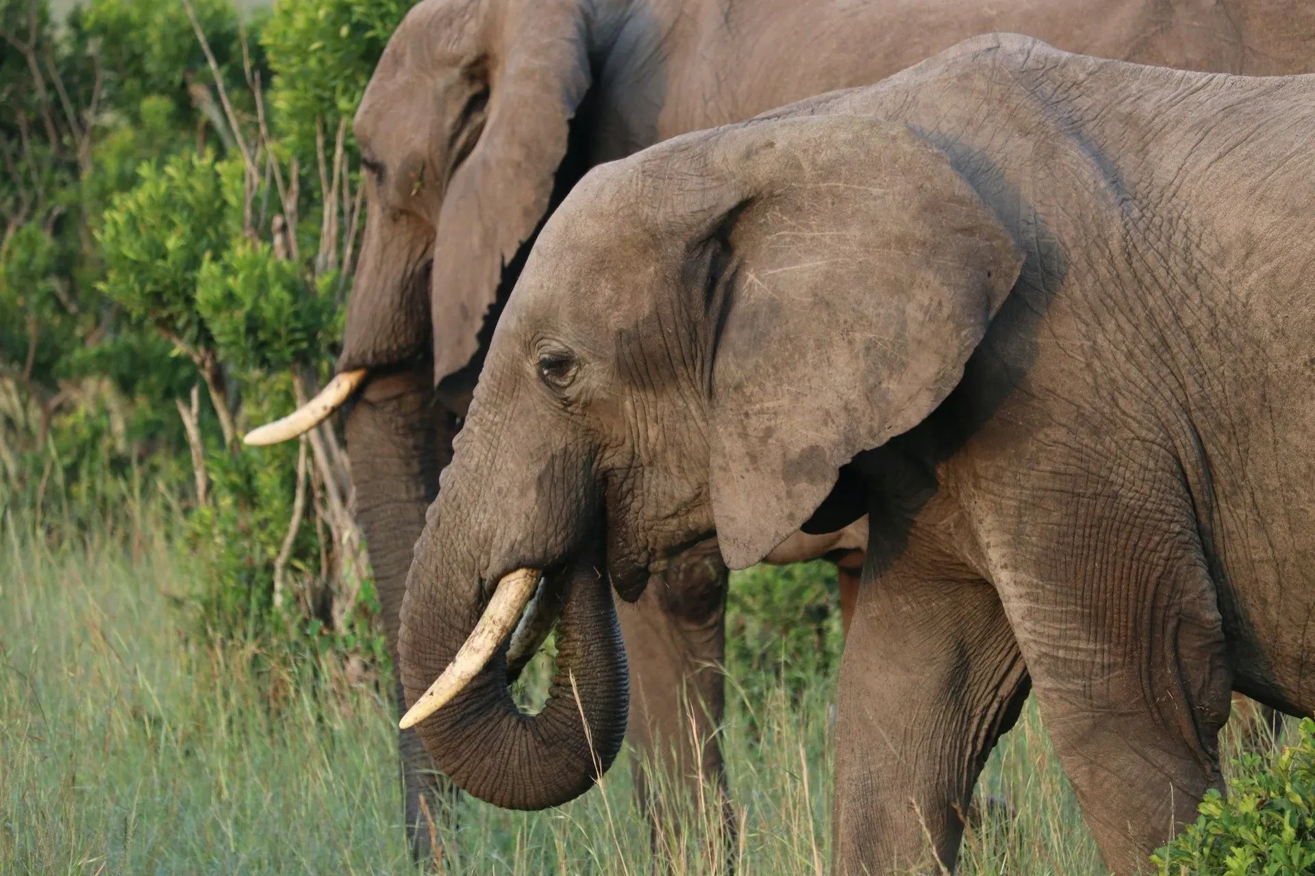 An elephant moves through the highland forest, tusks pale against the green.