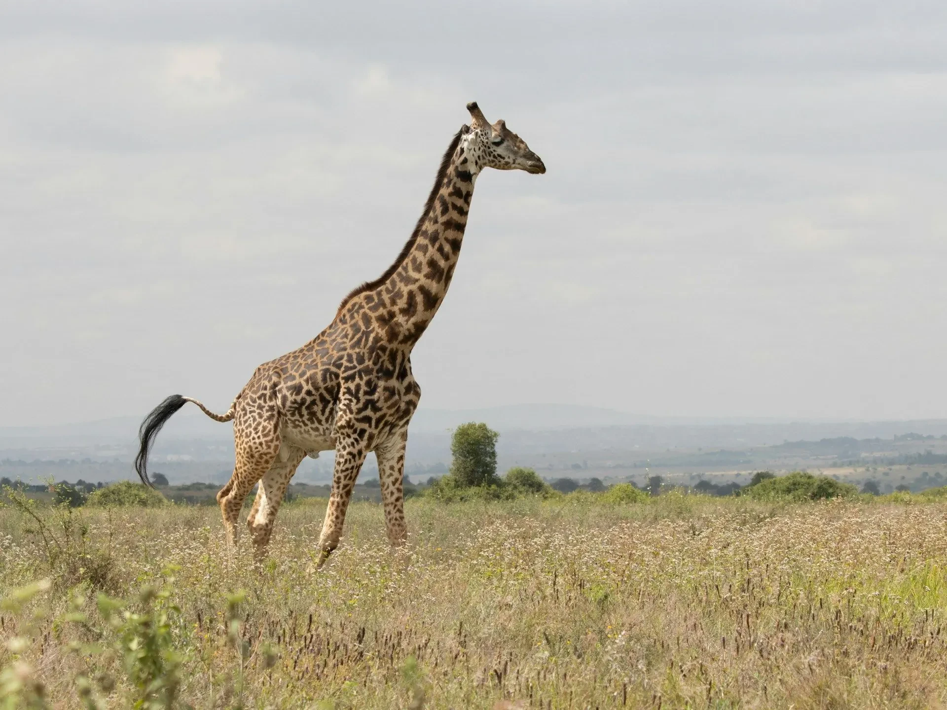 A giraffe crosses the open plains of Hell's Gate, hills low on the horizon.