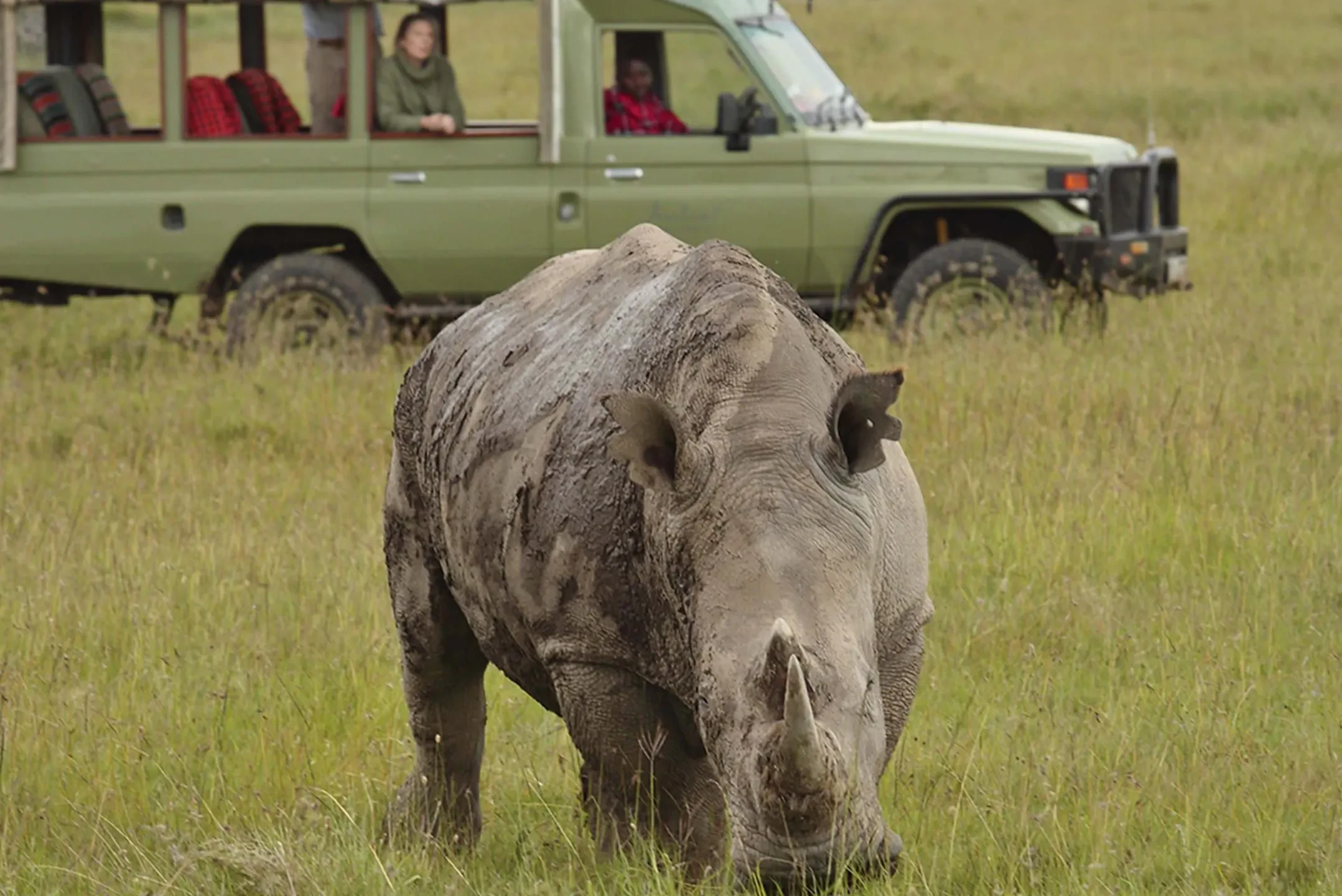 A rhino grazes the grassland at Ol Pejeta, the great draw of this conservancy.