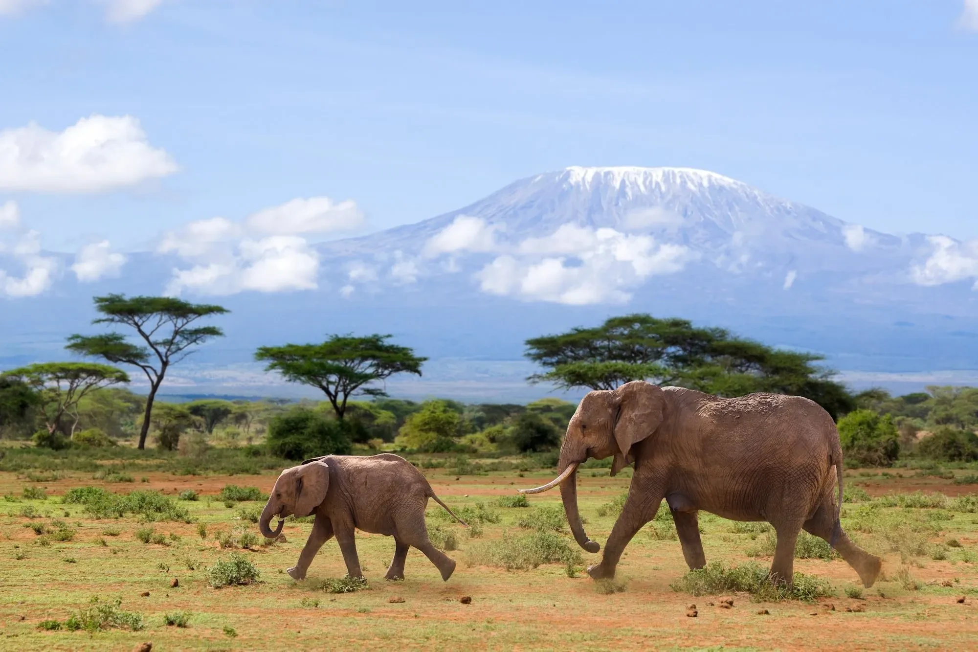 Elephants cross the plain below Kilimanjaro, the mountain floating above Moshi.