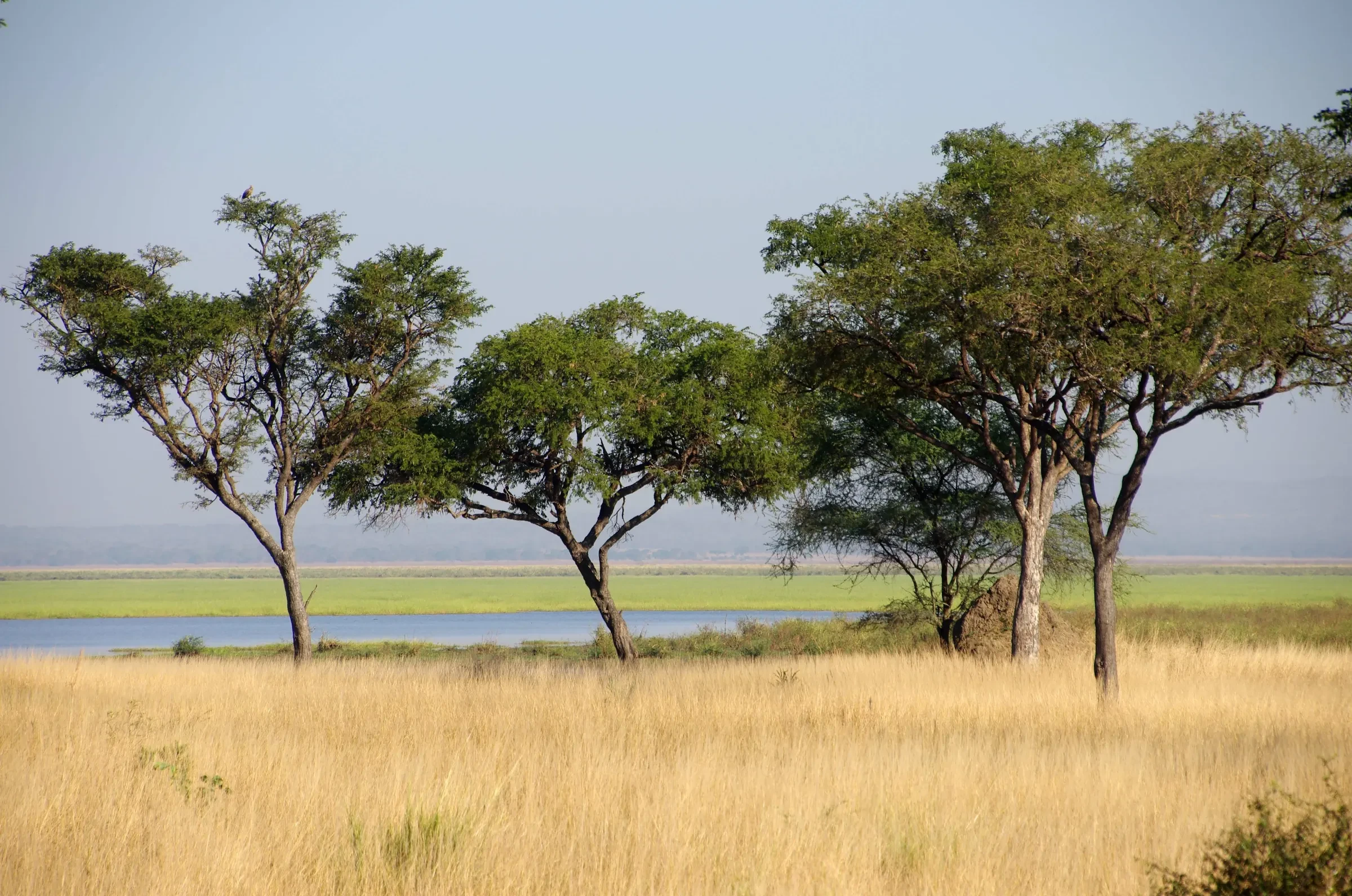 Acacias stand over the grass and floodplain of remote Katavi.