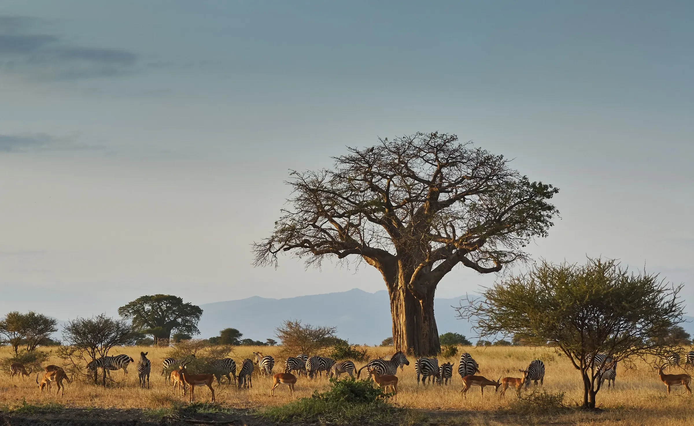 A great baobab presides over Tarangire, zebra and elephant gathered in its shade.
