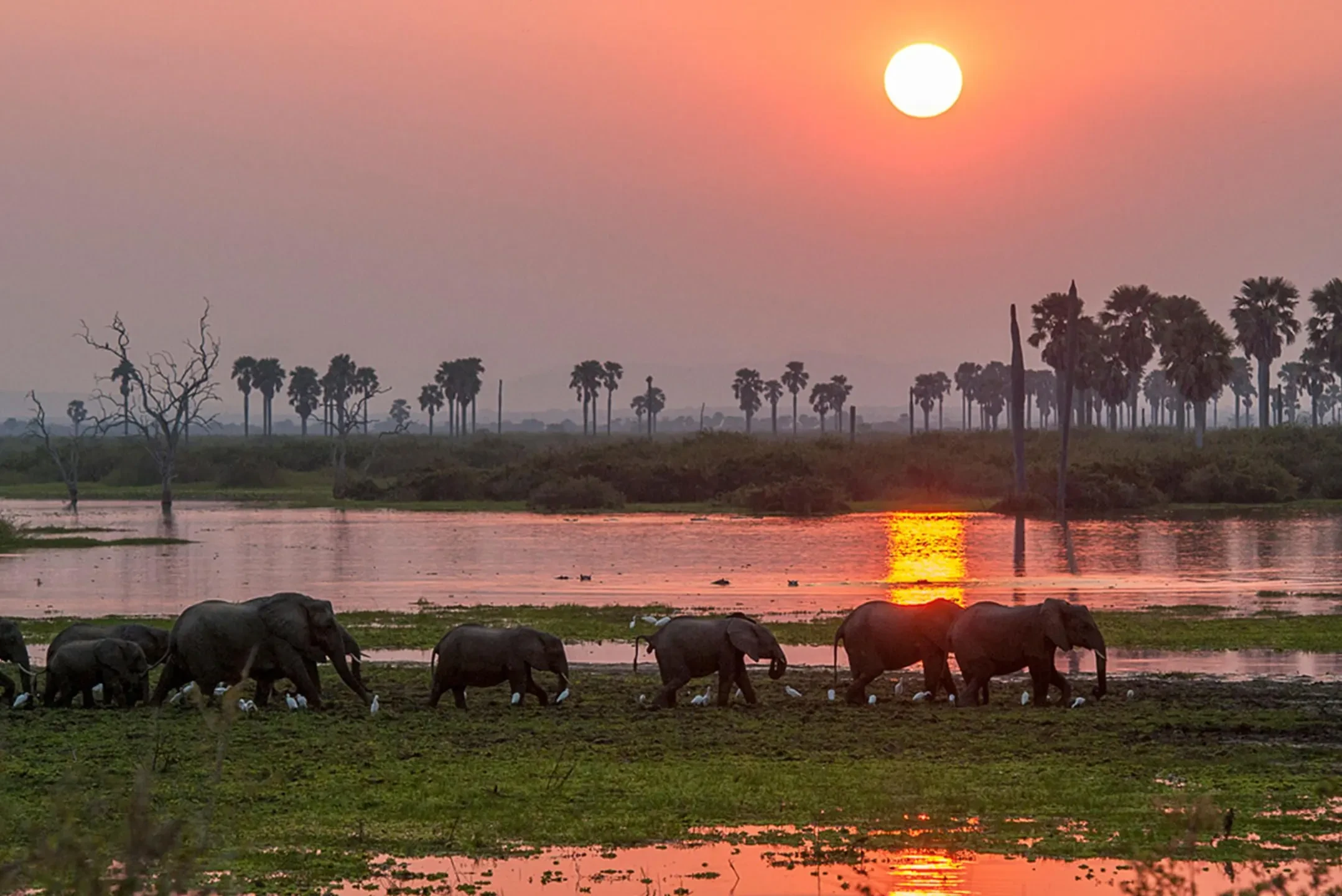 Elephants file along the Rufiji at sundown, doum palms dark against the last light.