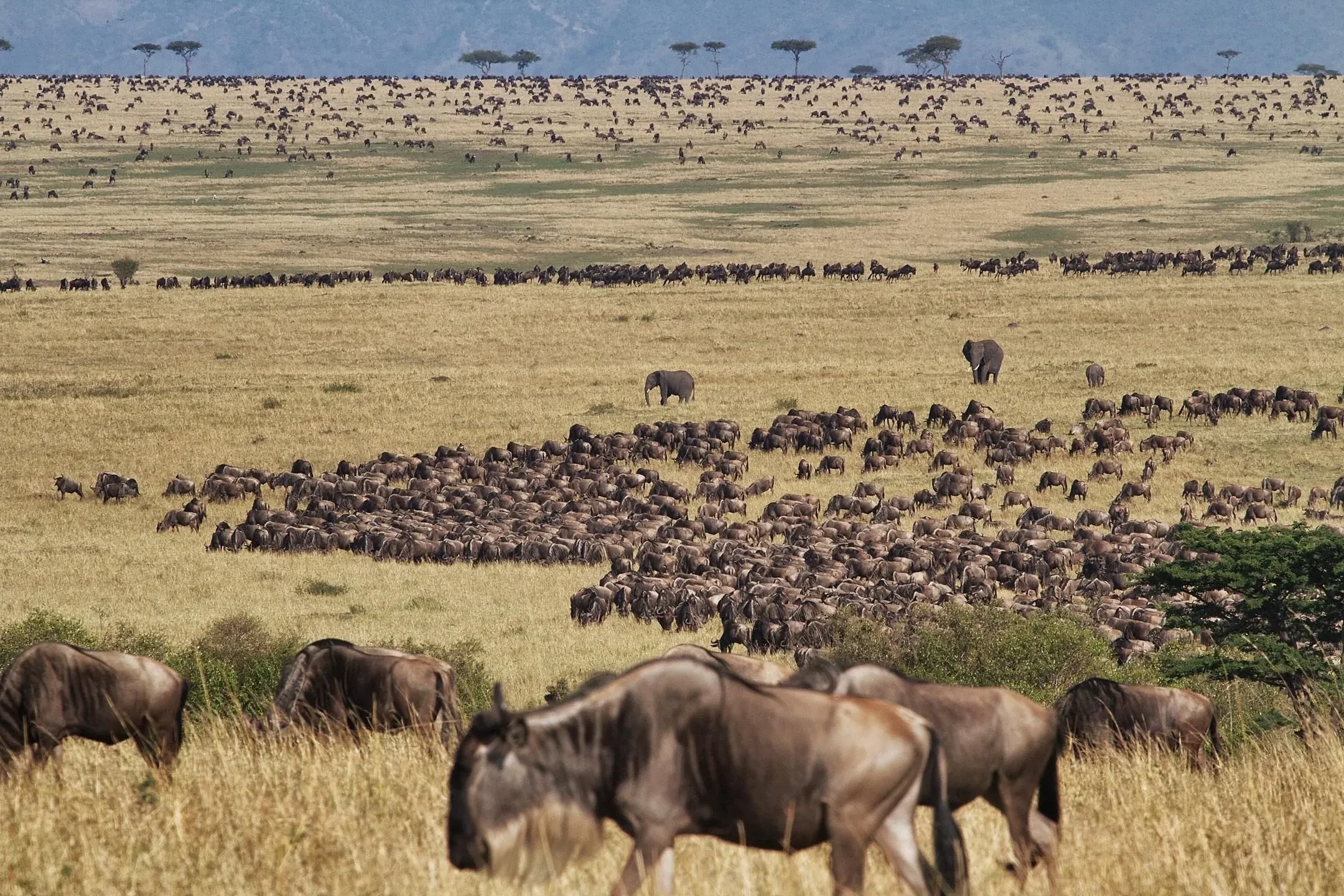 The great herds spread across the Serengeti, wildebeest running to the far horizon.