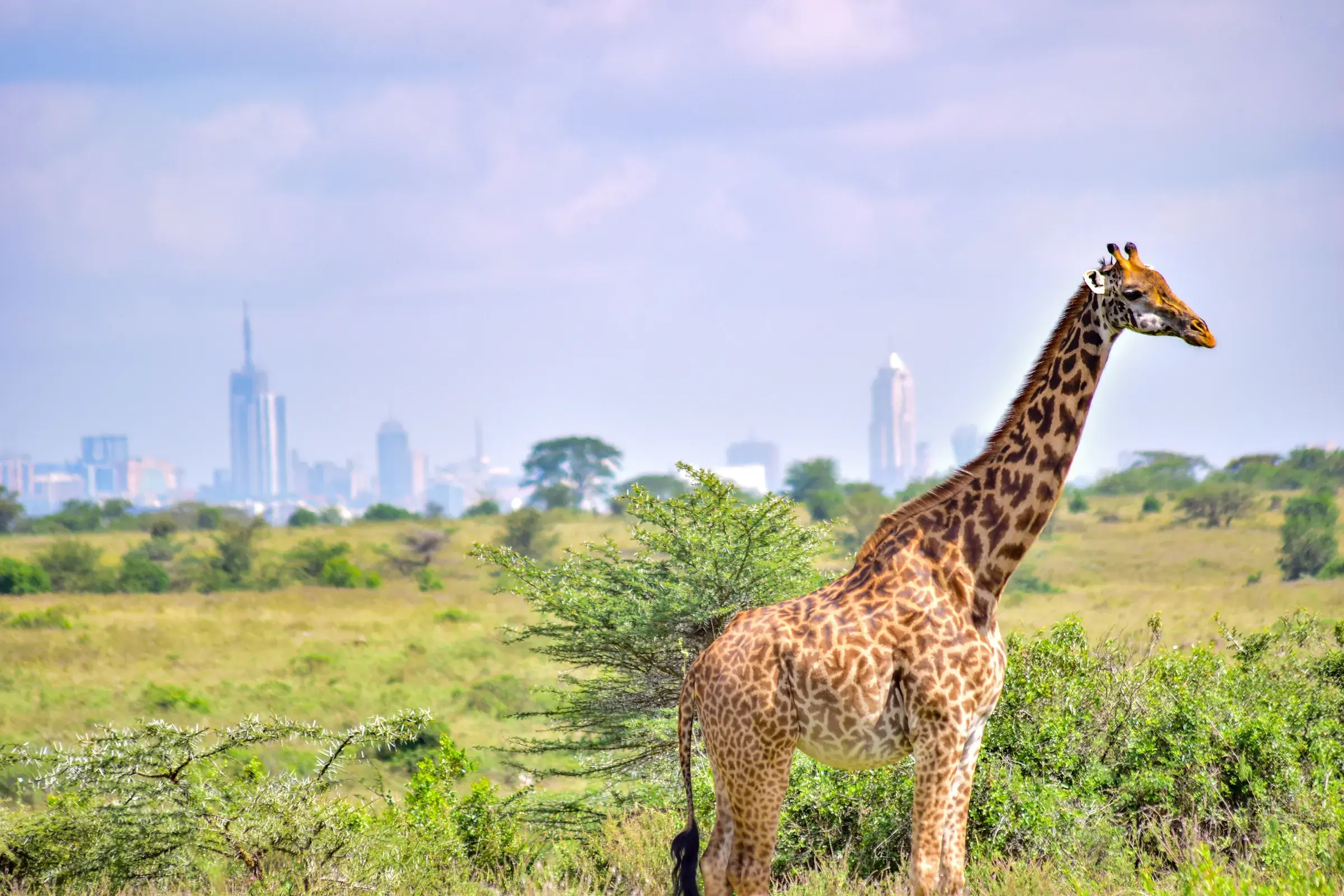 A giraffe grazes the park's grassland, Nairobi's towers rising on the horizon.
