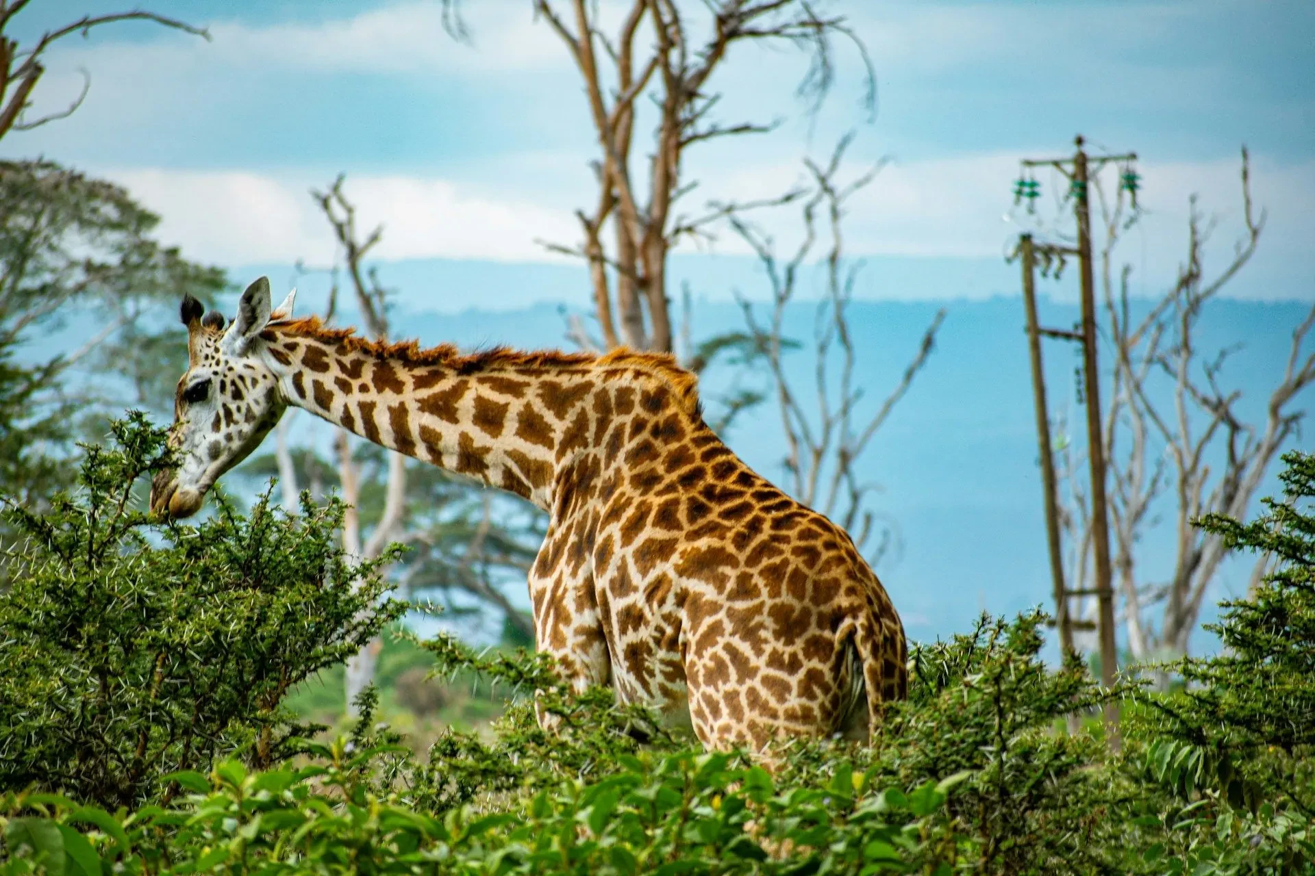 A giraffe stands at the edge of Lake Naivasha, the still water beyond.