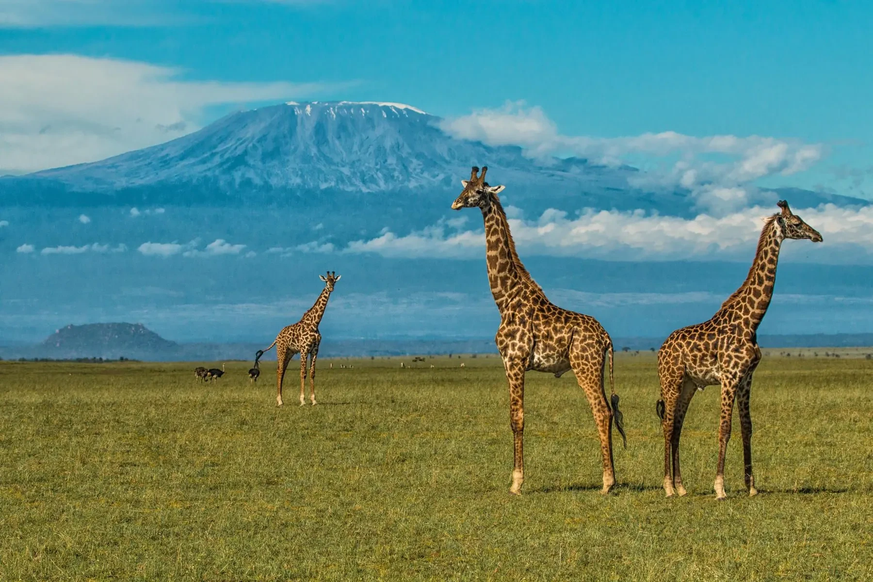 Giraffe cross the plain at the foot of Kilimanjaro, the mountain pale above the acacias.