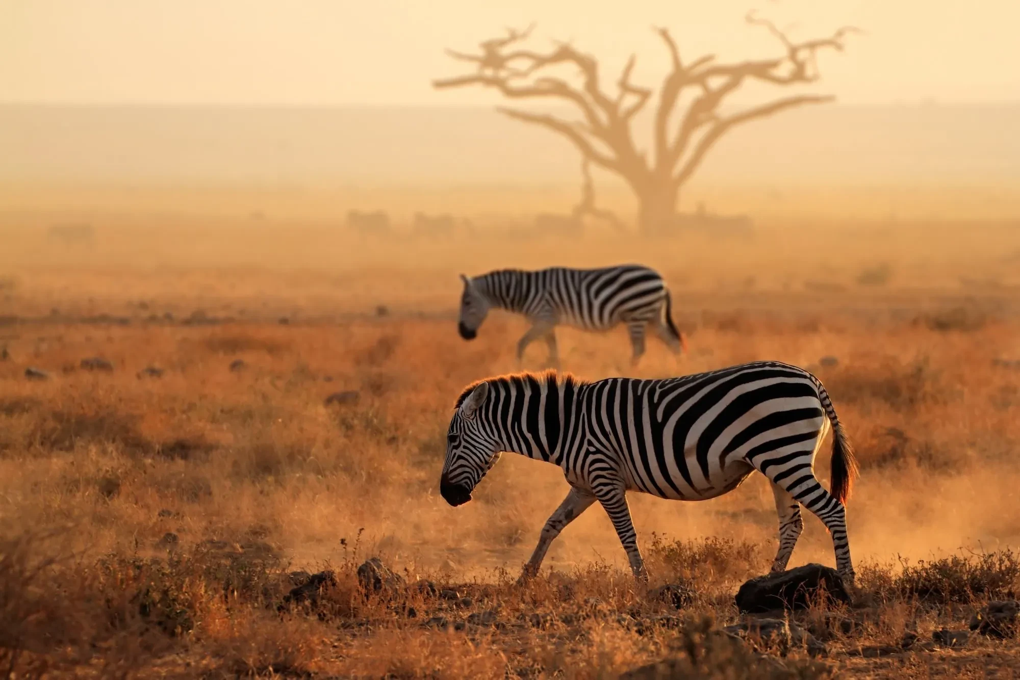 Zebra cross the conservancy at dusk, dust rising gold behind them.