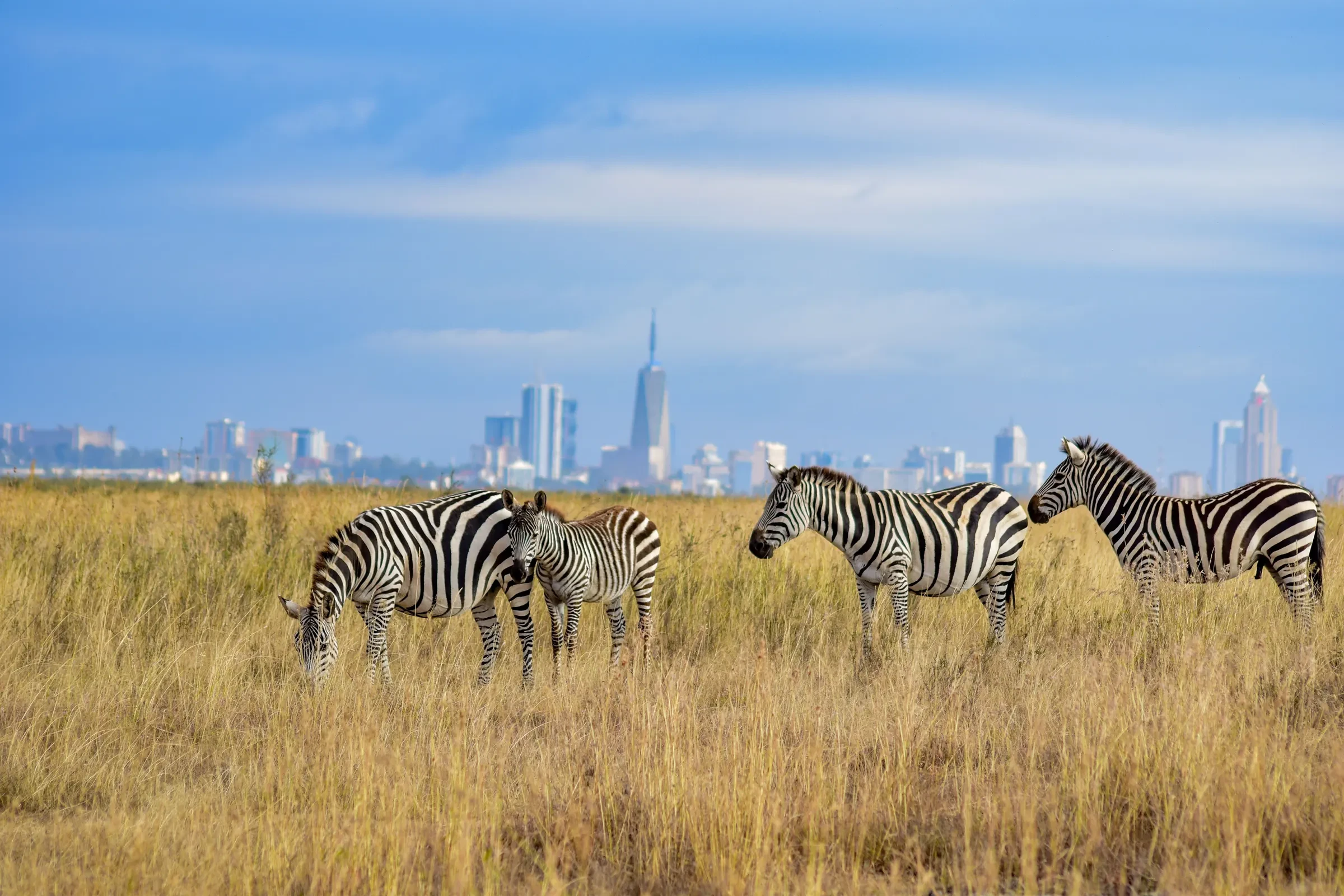 Zebra graze the park's grassland, Nairobi's skyline rising beyond.