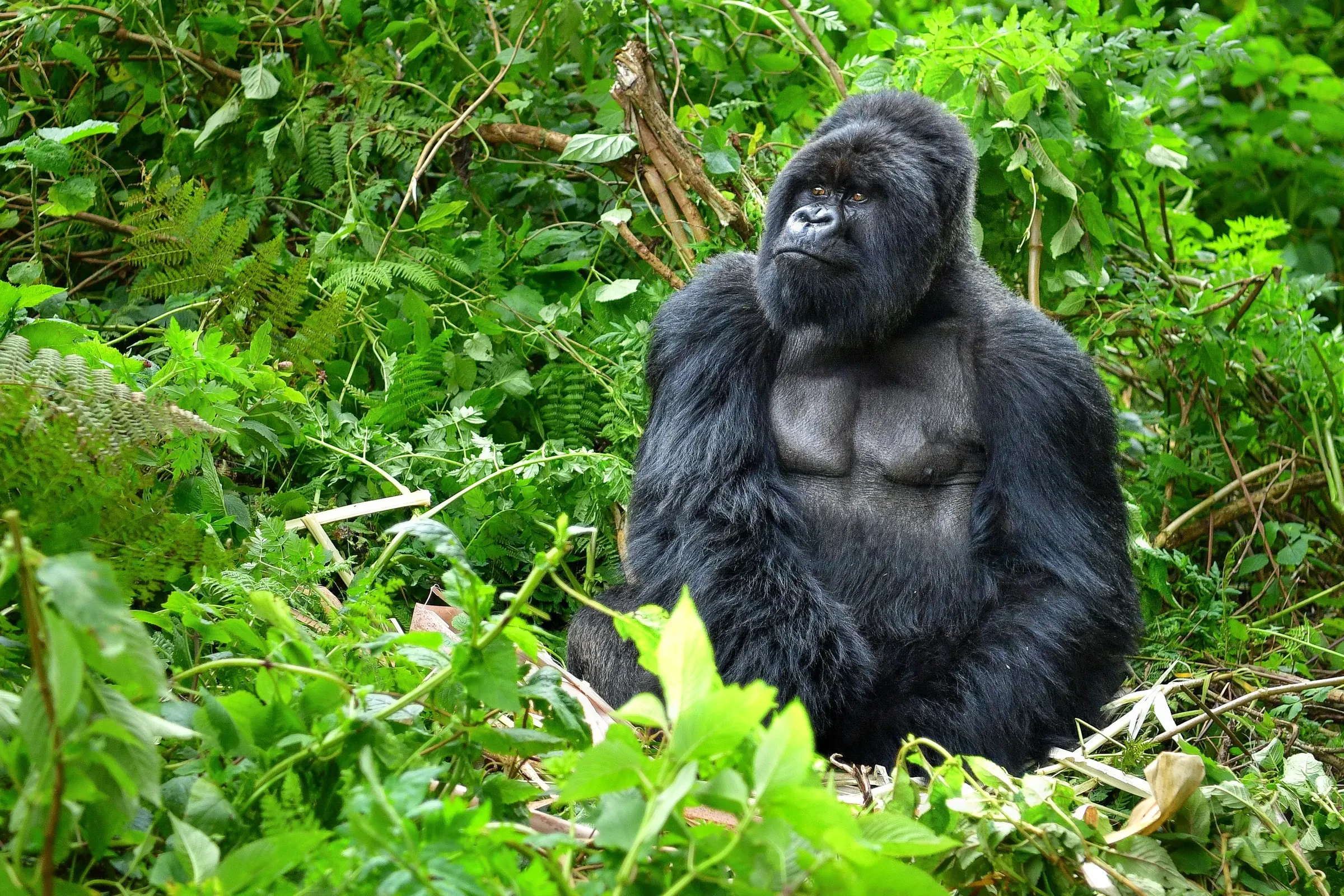 A silverback rests in the rainforest of the Virungas, the green closing in around him.