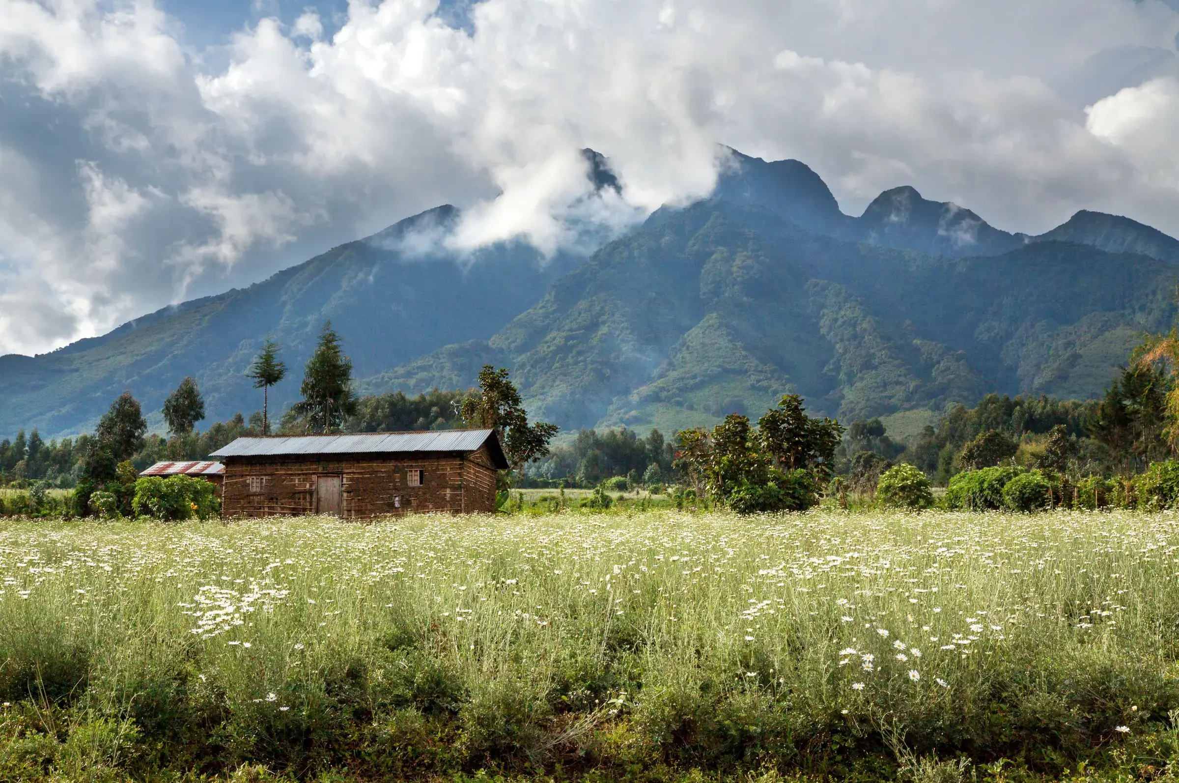 The Virunga volcanoes rise above Rwanda's green fields, cloud gathering on the peaks.