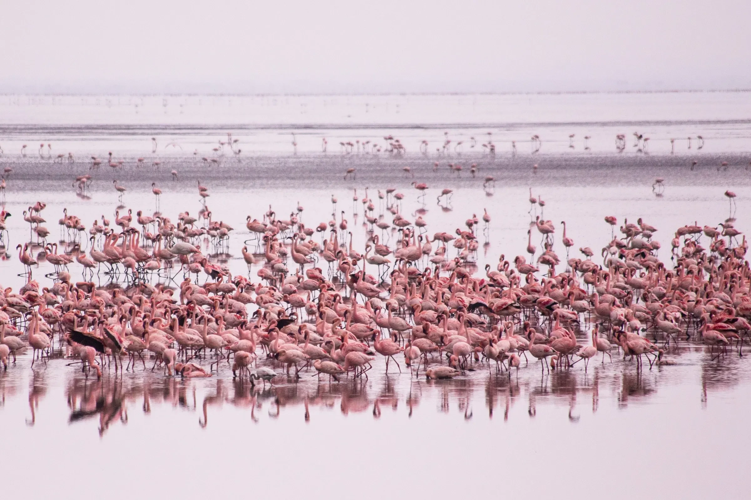 Flamingos gather in their thousands on the shallows of Lake Manyara.