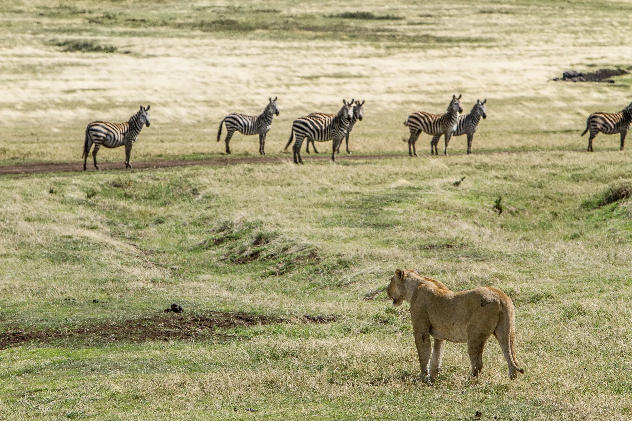 A lioness watches zebra across the green highlands above the crater.