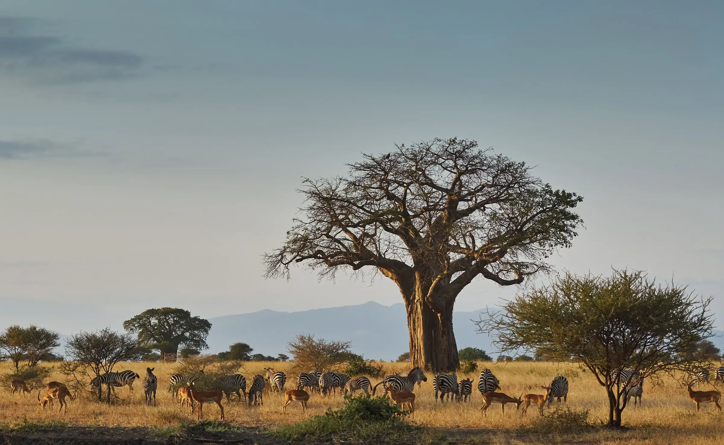A great baobab presides over Tarangire, zebra and elephant gathered in its shade.