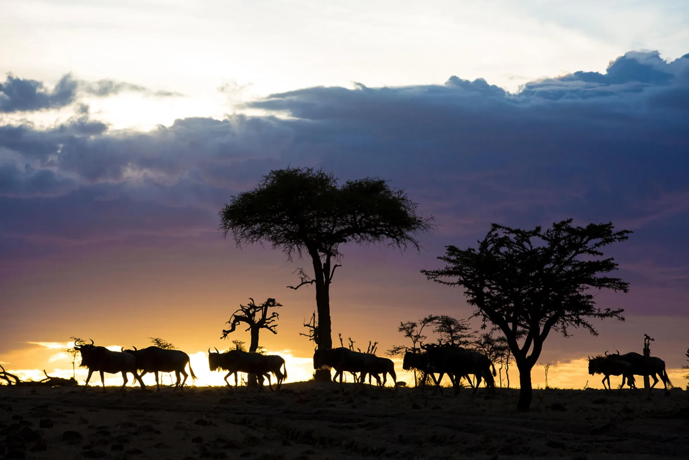 Wildebeest move in silhouette across the Serengeti as the sky burns down to dusk.