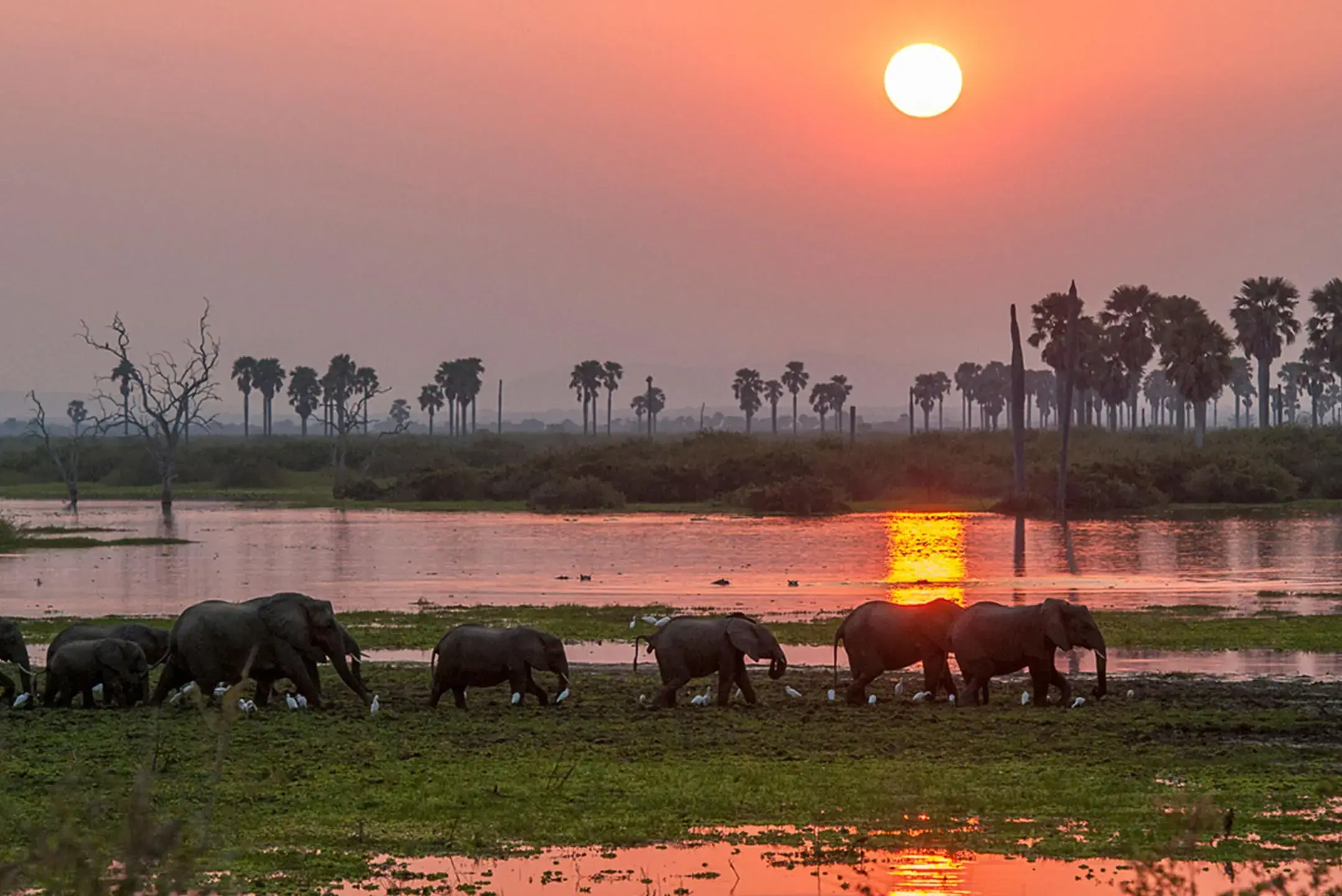 Elephants file along the Rufiji at sundown, doum palms dark against the last light.