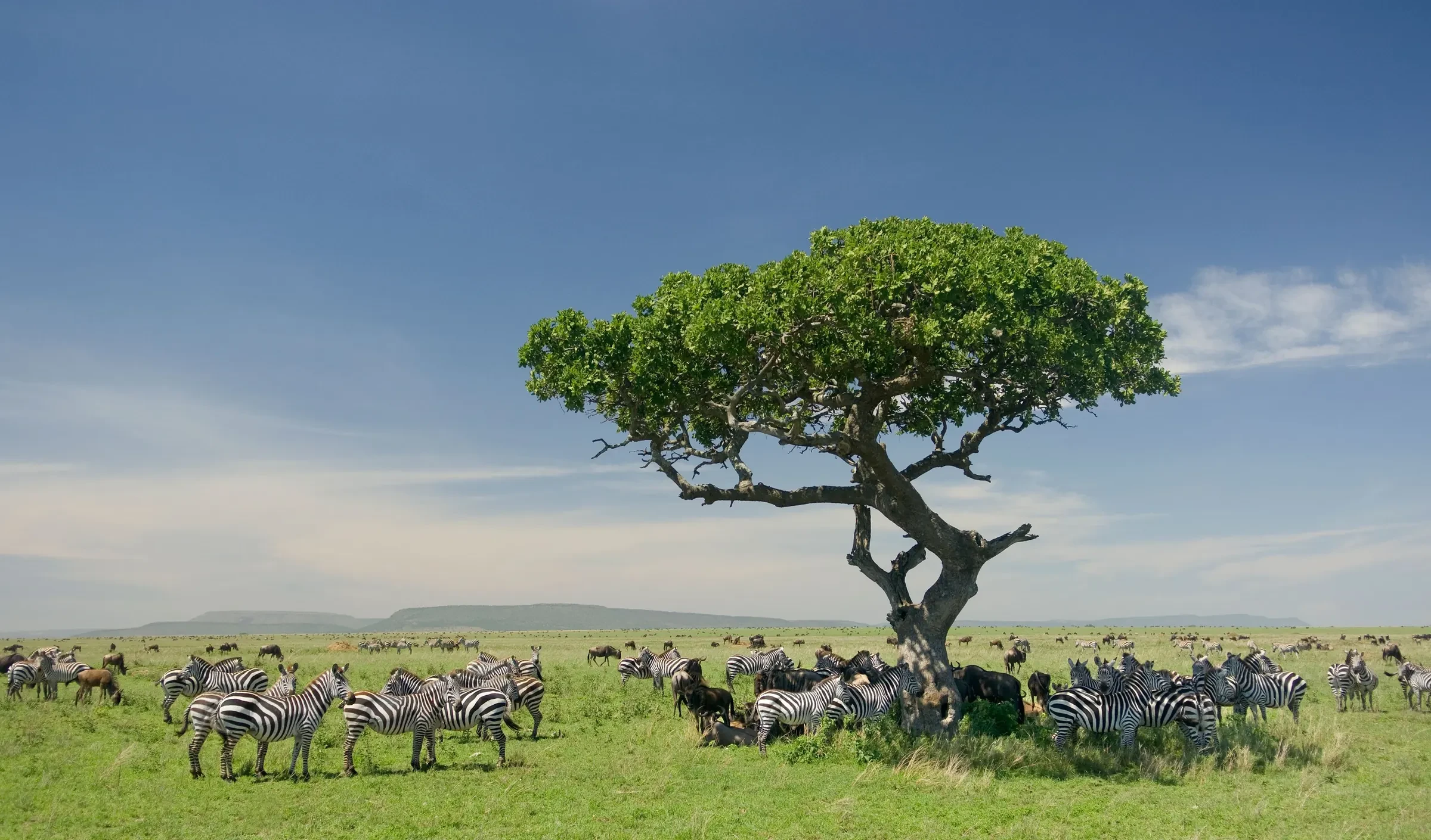 Zebra gather in the shade of a lone acacia on the Serengeti's short-grass plains.