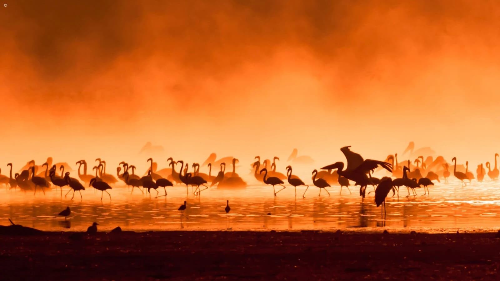 Flamingo flock silhouetted in glowing orange mist at lake edge