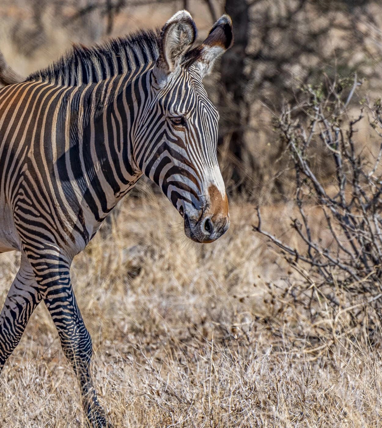 Grevy's zebra walking through dry brush, close