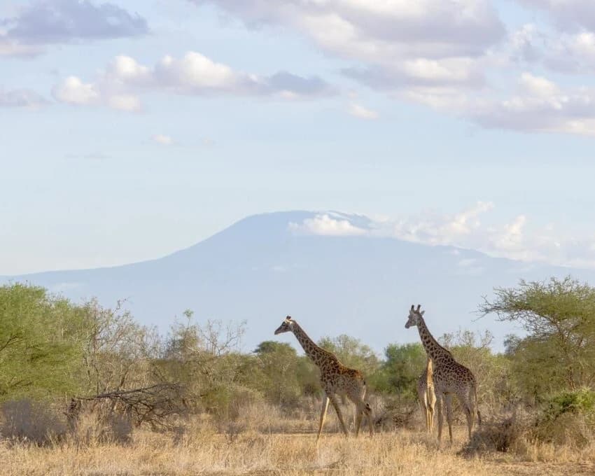 Two giraffes on plain with Kilimanjaro rising behind