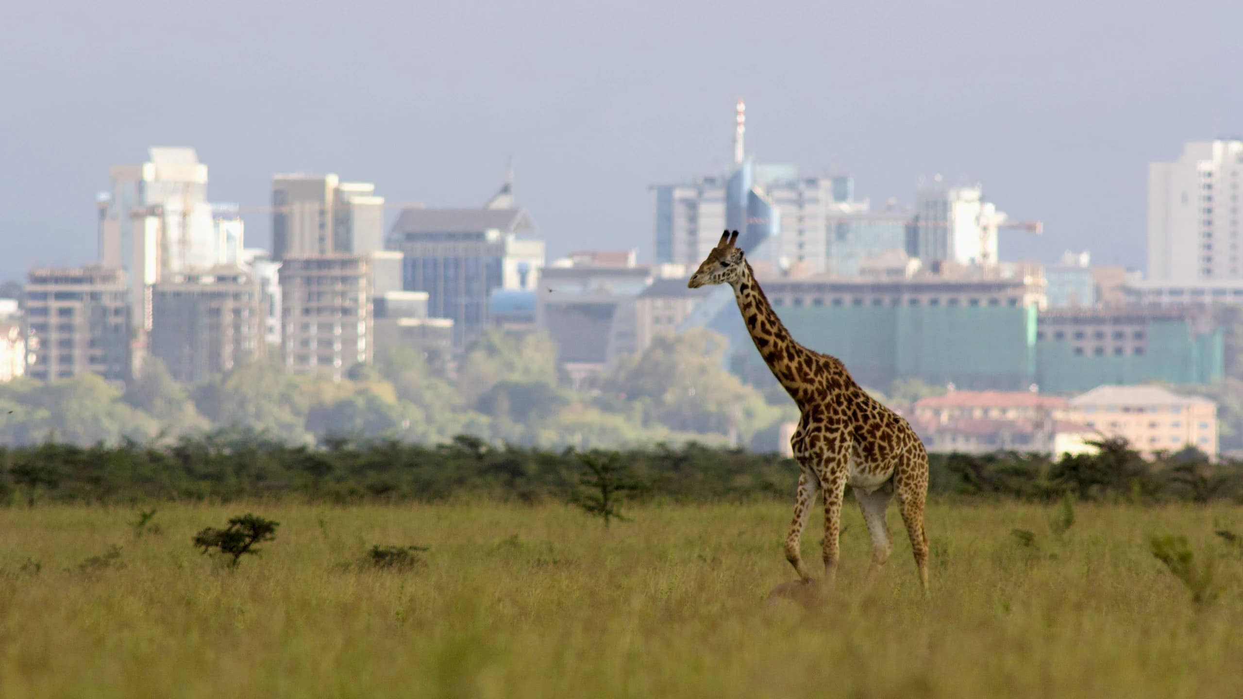 Lone giraffe in grass with the Nairobi skyline behind