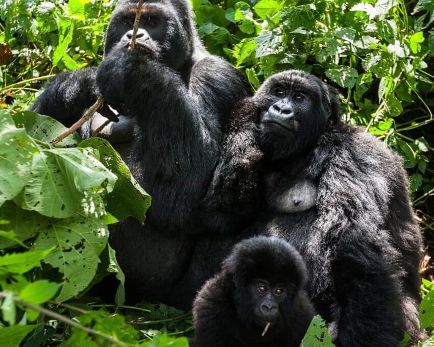 Gorilla adults and baby huddled together in thick green leaves