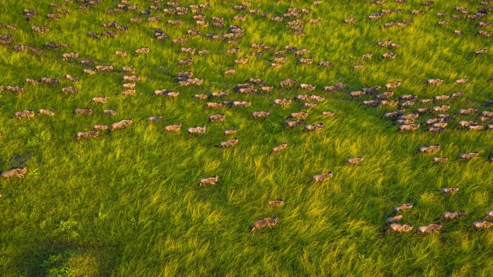 Aerial of bright green plain dotted with grazing wildebeest