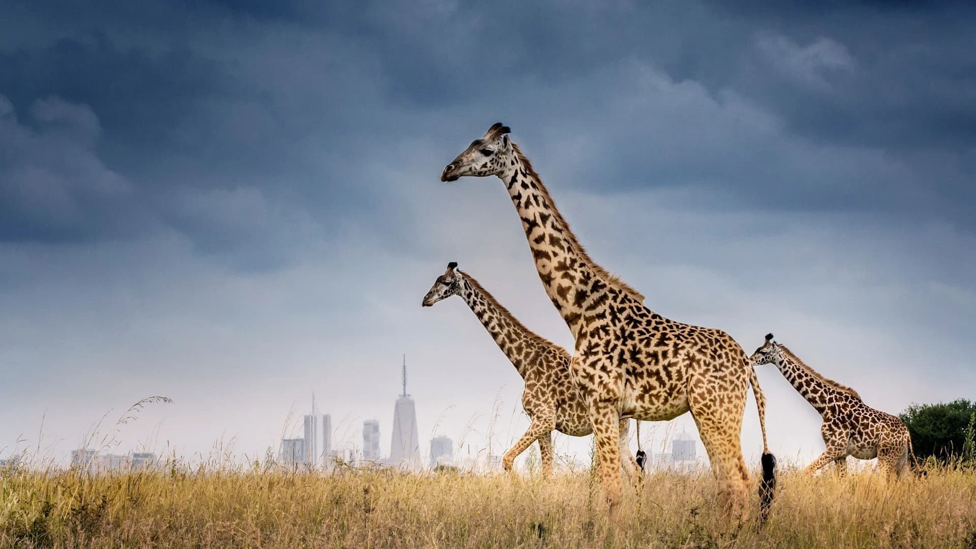 Giraffes on grass with Nairobi skyline under stormy blue sky