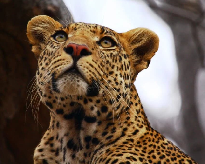 Leopard looking up, close up of face