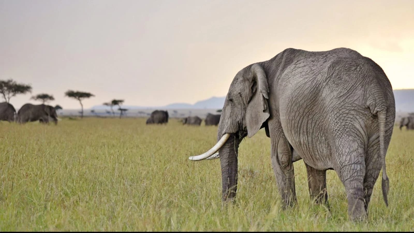 Elephant grazing in short grass, seen from the side
