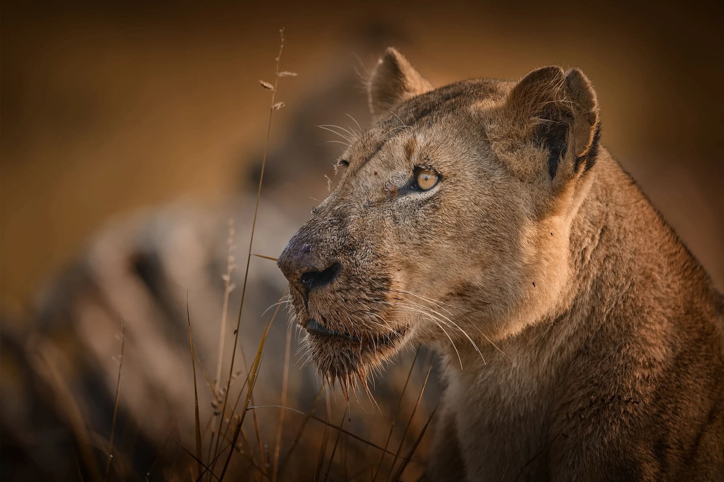 Close portrait of a lioness in golden light, zebra stripes blurred behind