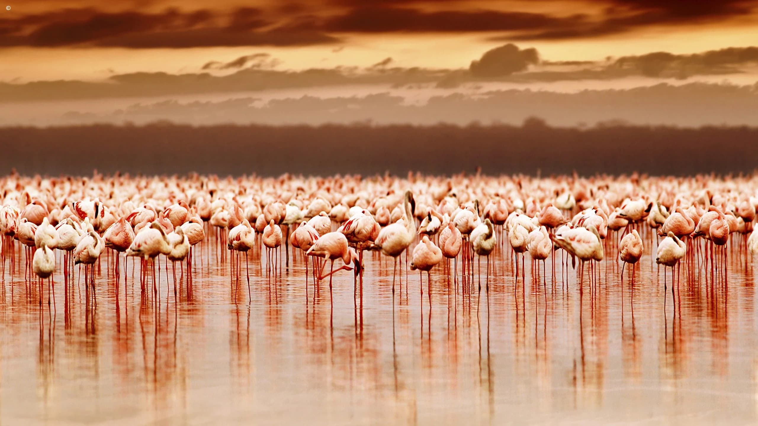 Huge flamingo flock with long red reflections under moody dusk sky