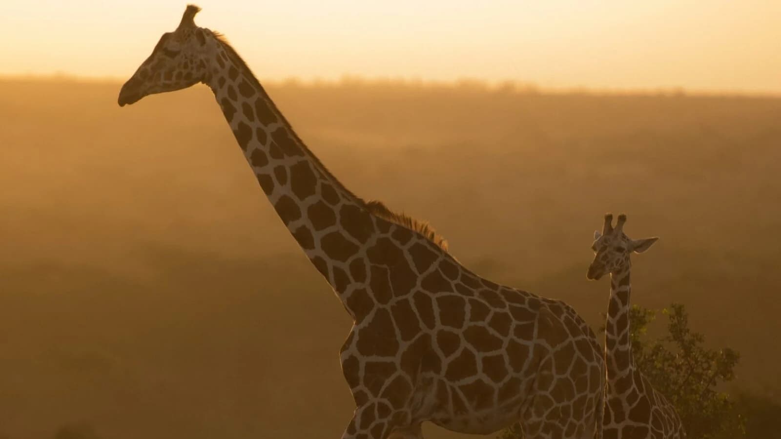 Giraffe silhouette in amber dusk with a small giraffe beside