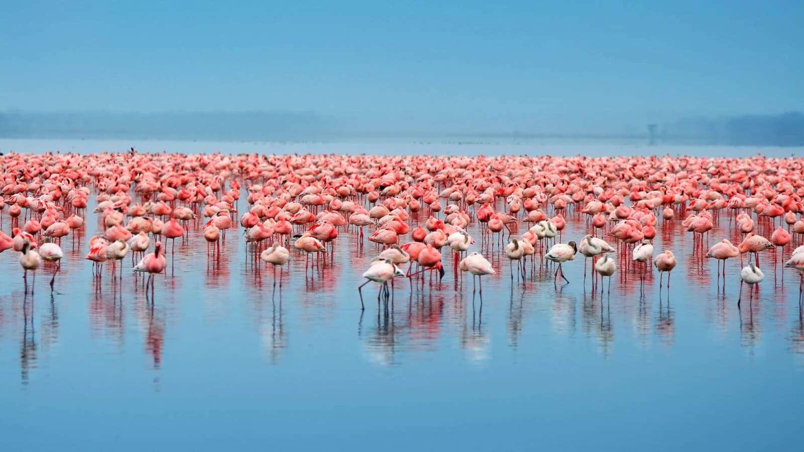 Dense flock of pink flamingos on bright blue water