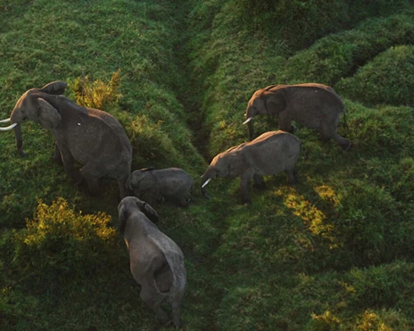 Aerial of elephants walking in a green gully