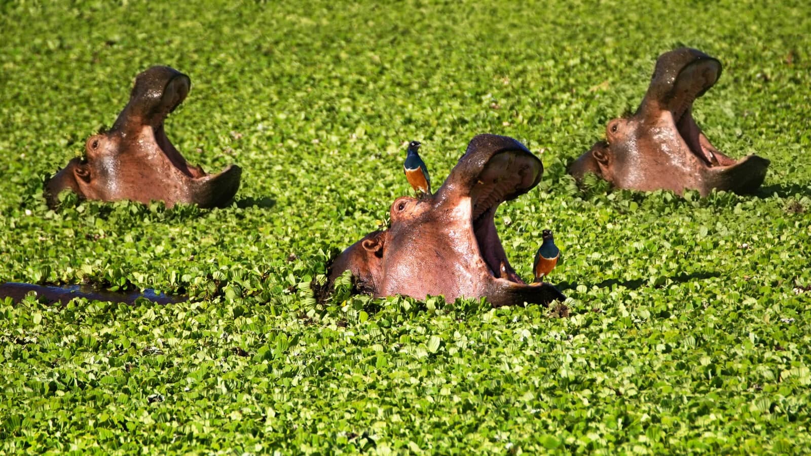Three hippos with open mouths in green marsh with small birds