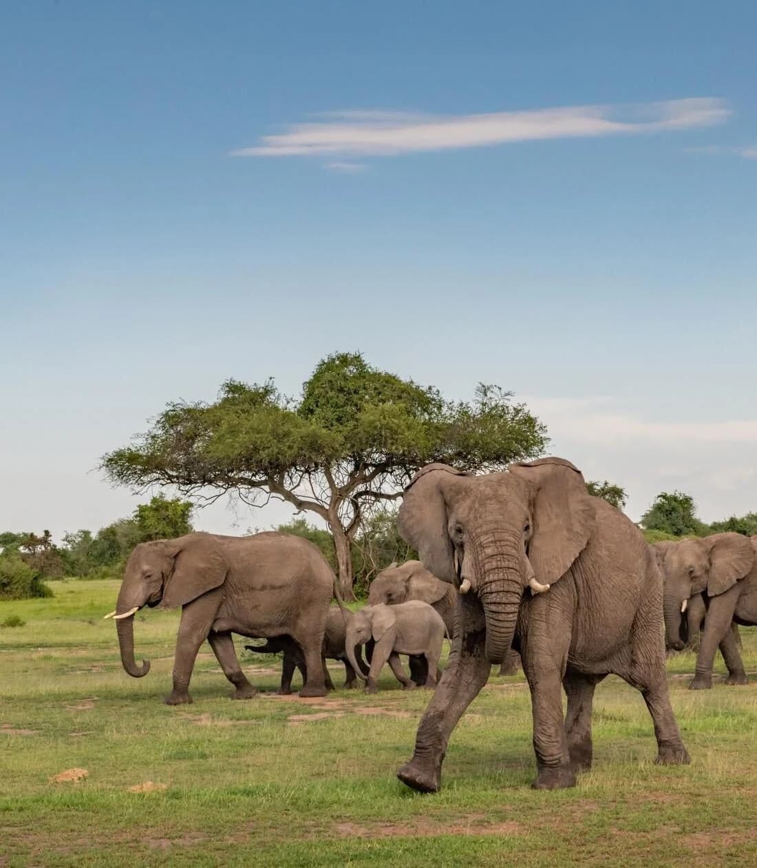 Herd of elephants with a calf on green savanna under an acacia