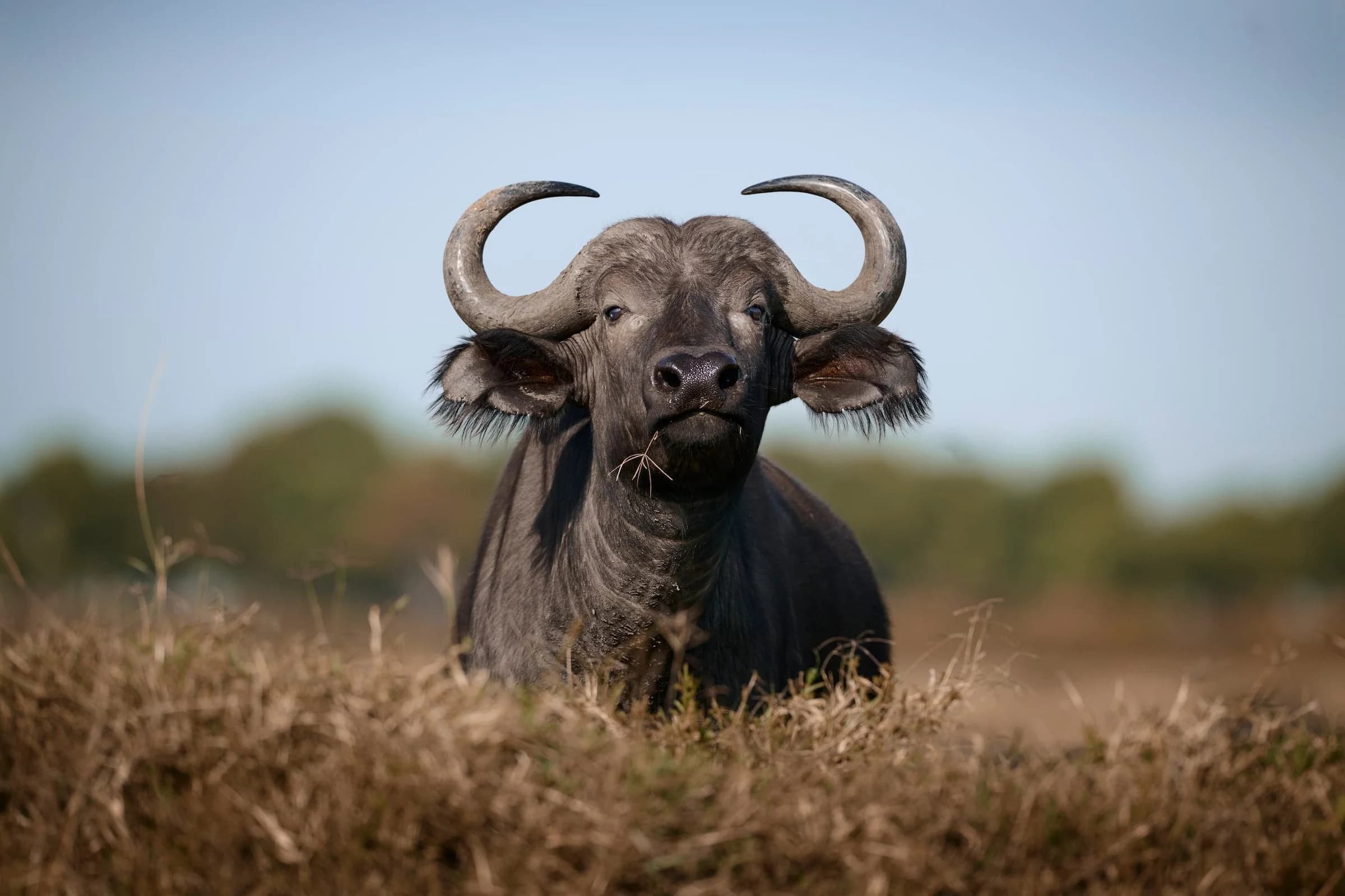 Cape buffalo facing the camera over dry grass