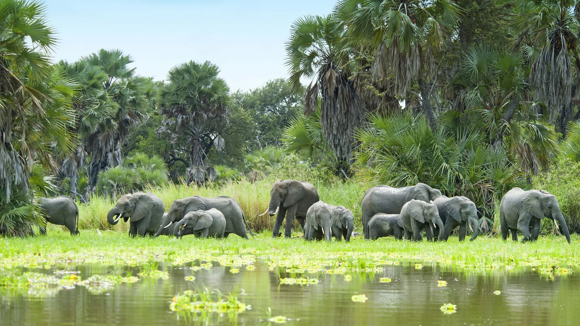 Elephant herd feeding by palm fringed water