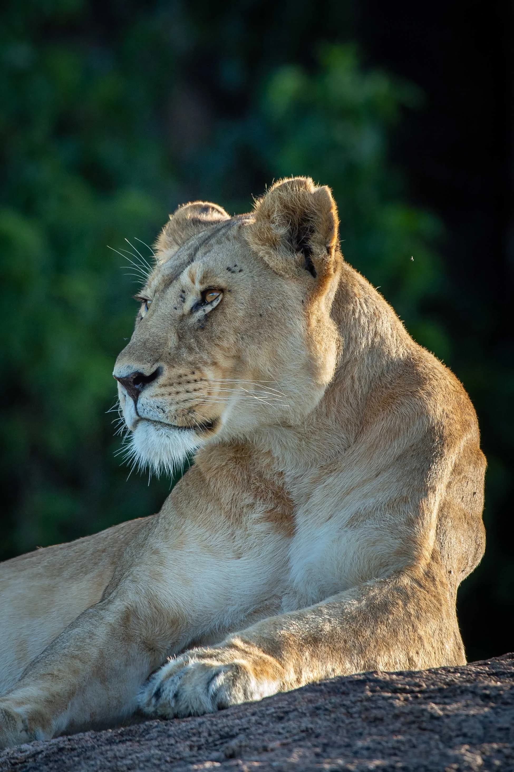 Lioness resting on a rock in profile against dark green