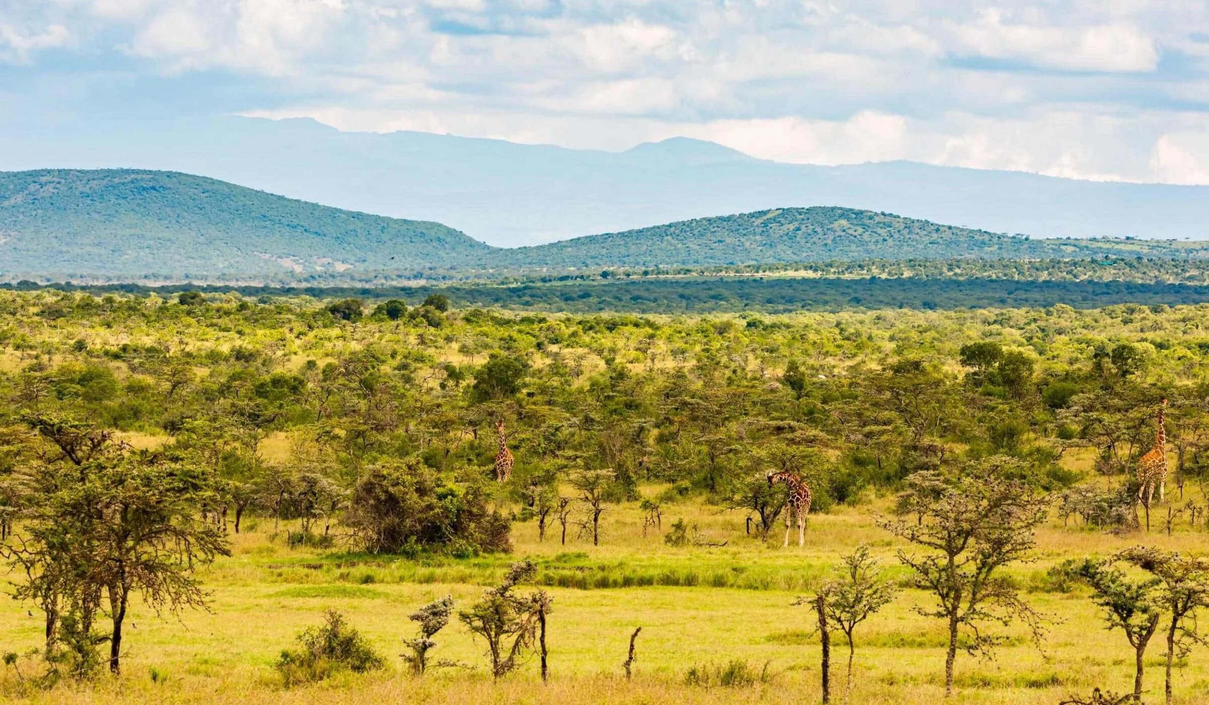 Green plateau with acacias and hills, giraffes small in the distance
