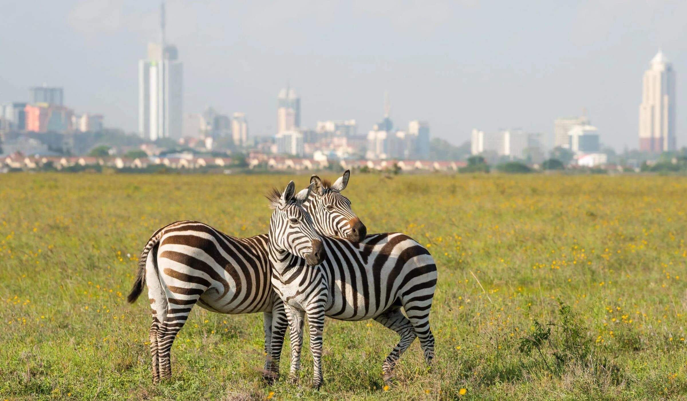 Two zebras standing before the Nairobi skyline