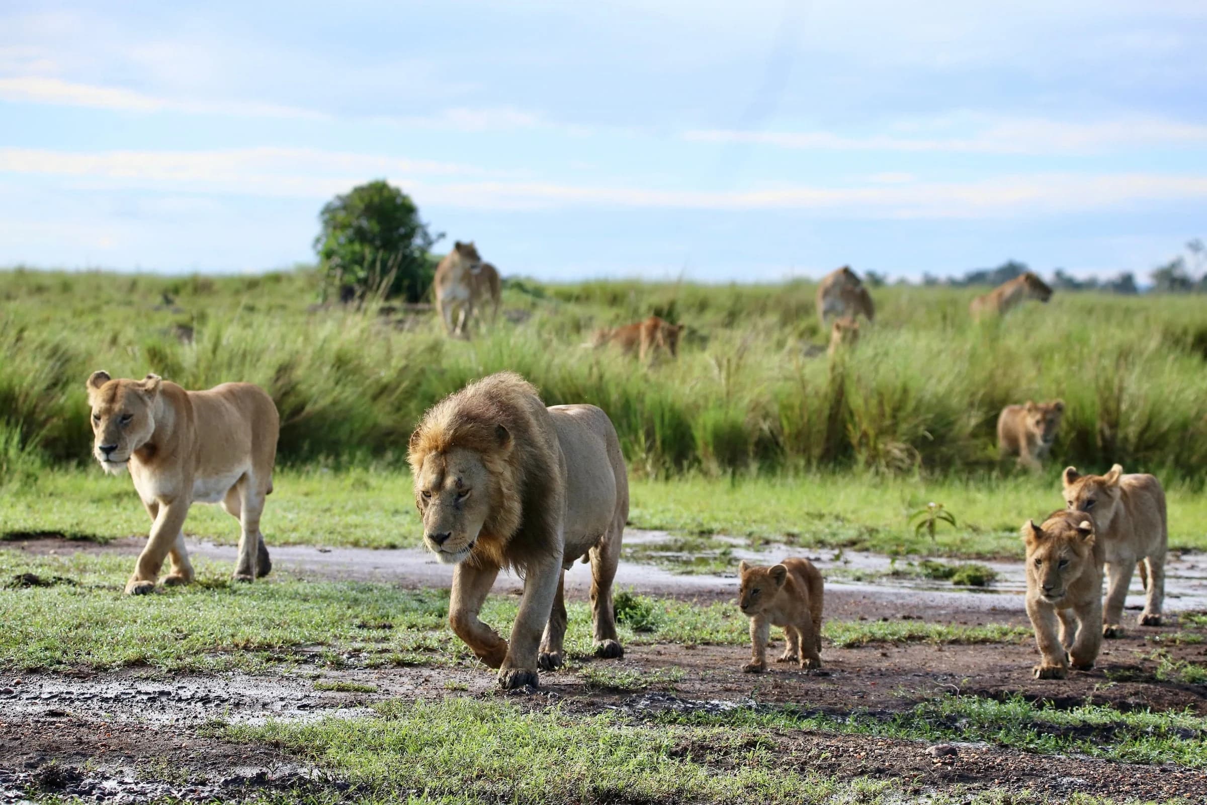 Male lion and lionesses with cubs walking across wet grass