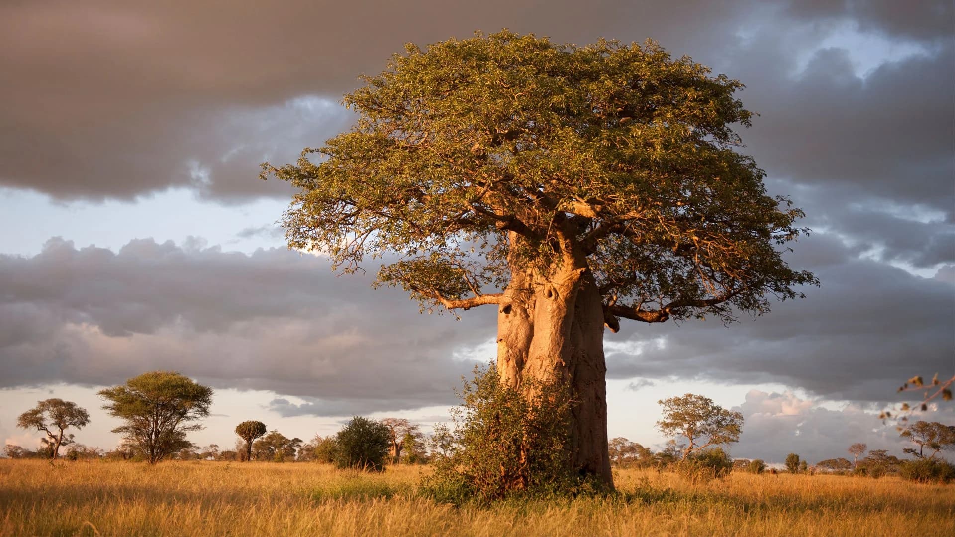Ancient baobab on golden grassland under dramatic clouds