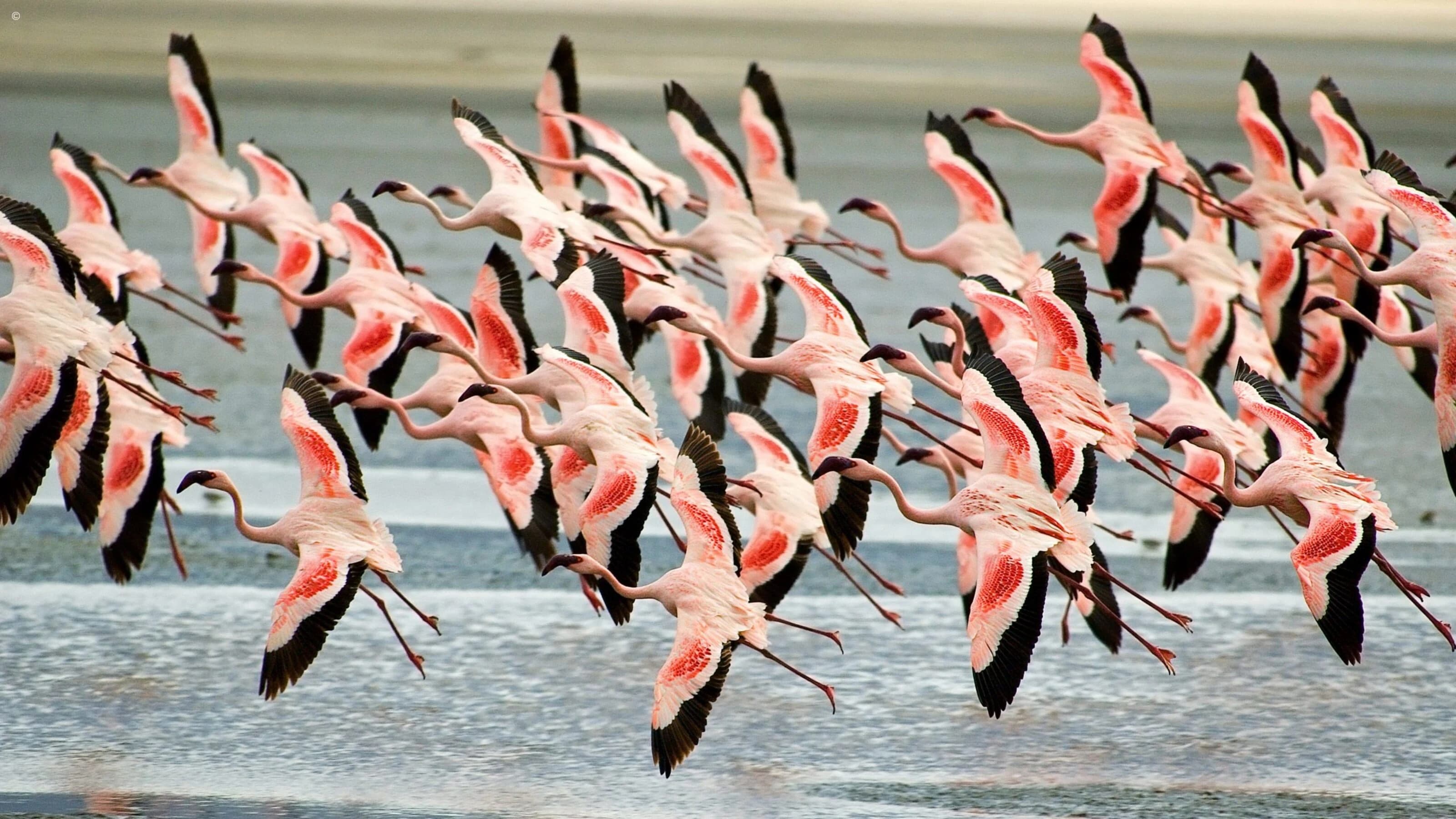 Flamingos taking off over the lake