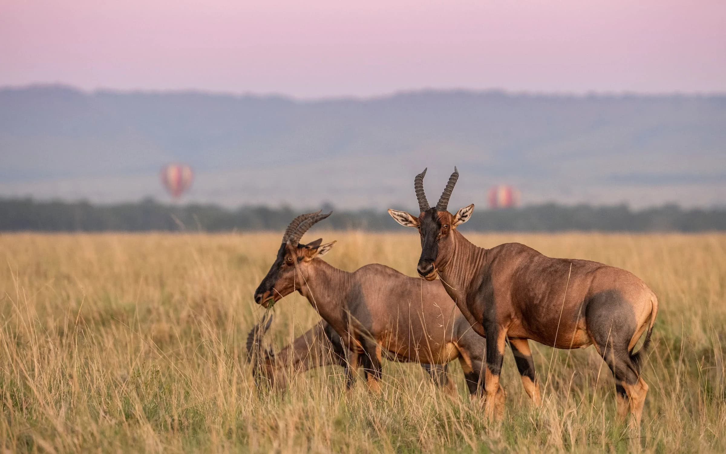 Two topi antelope in golden grass at dawn, balloons far behind