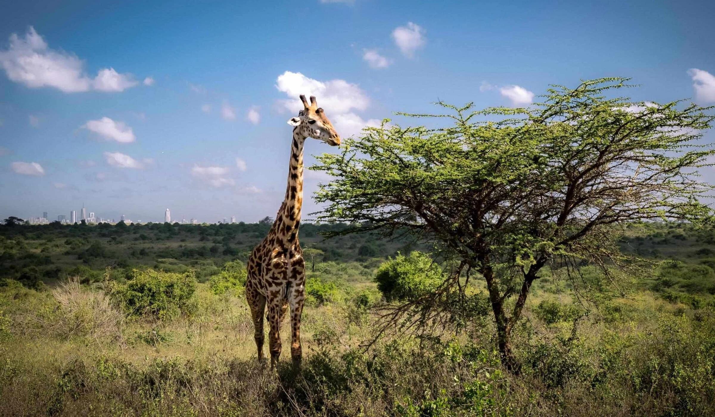Giraffe by an acacia with a faint city skyline on the horizon