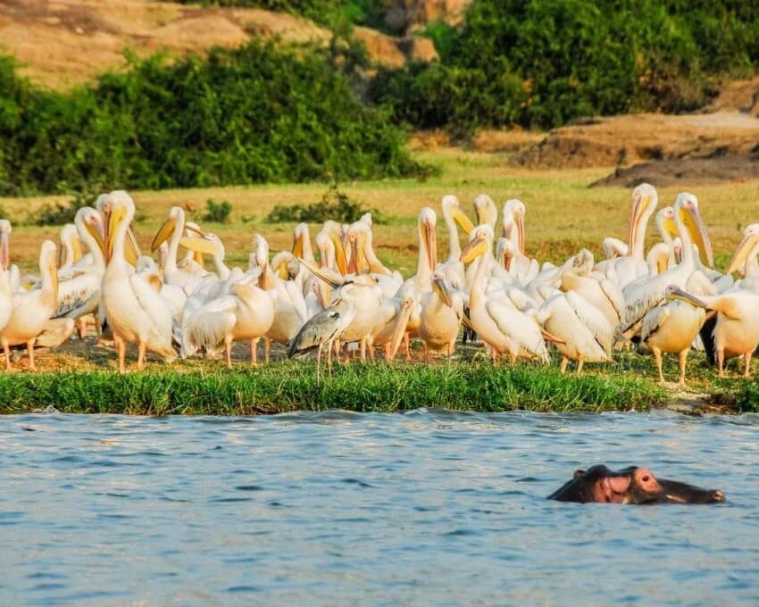 White pelicans crowded on a bank with a hippo surfacing in front