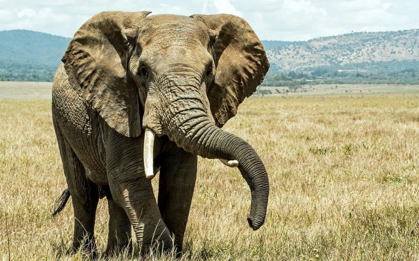 Elephant walking toward camera across grassland with wooded hills behind